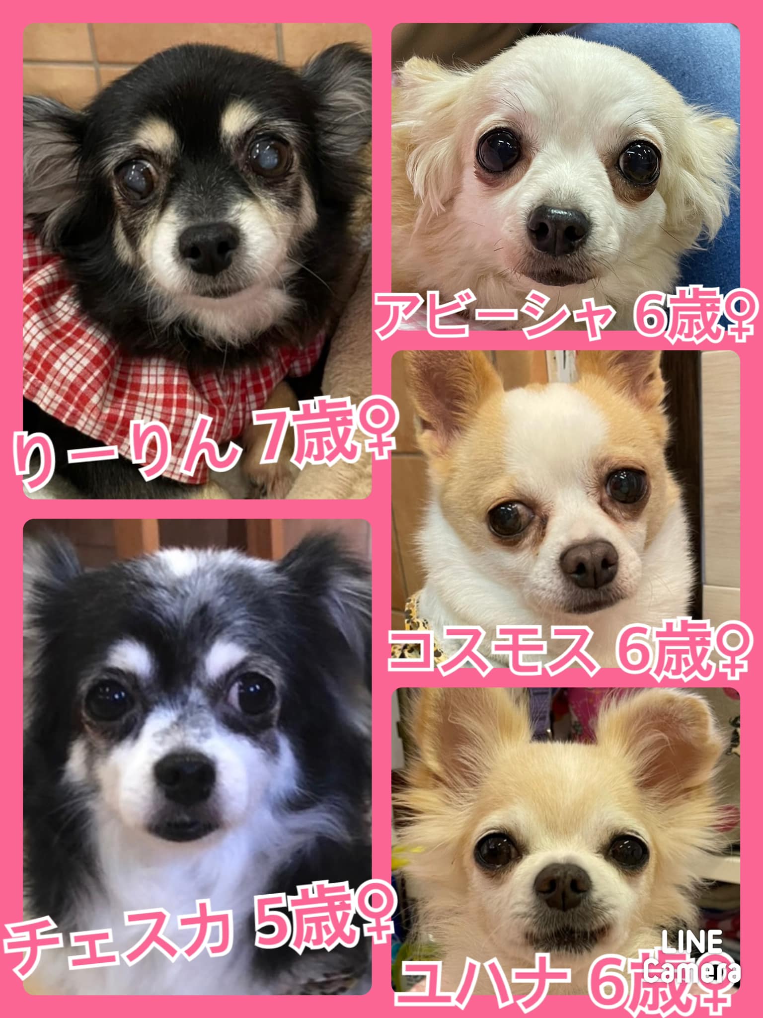 🐾今日の里親様募集中ワンコ🐶メンバーです🐾2022,5,31【保護犬カフェ天神橋店】